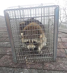 raccoon trapping De Pere