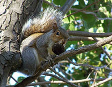 squirrels in attic De Pere